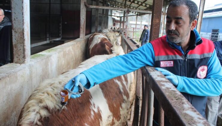 Düzce’de Şap Hastalığına Karşı Yoğun Mücadele: Yayılımda Belirgin Düşüş Sağlandı