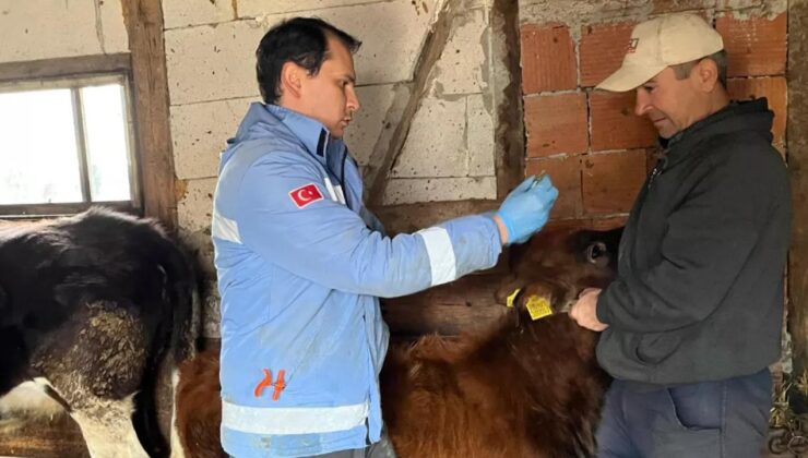 Yığılca’da Büyükbaş Hayvanlarda Şap ve Brucelloz Aşılamaları Gerçekleştirildi