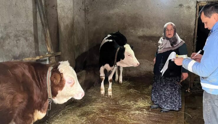 Yığılca’da Düşen Küpeler Yenileniyor, Buzağılar Kayıt Altına Alınıyor