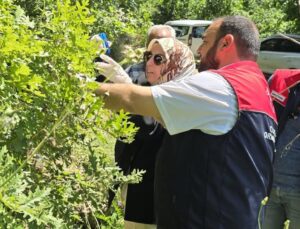 Cumayeri’nde Kahverengi Kokarcaya Karşı Samuray Arısı Seferberliği