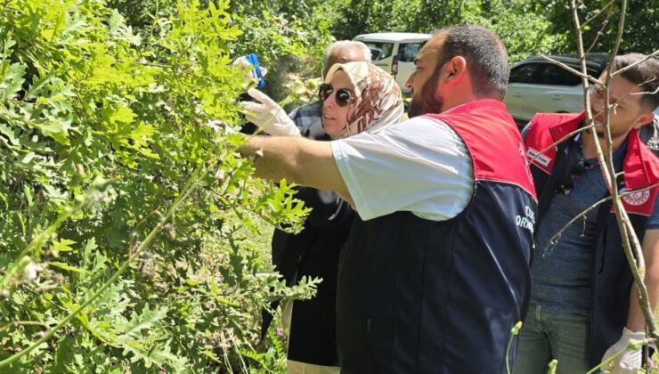 Cumayeri’nde Kahverengi Kokarcaya Karşı Samuray Arısı Seferberliği