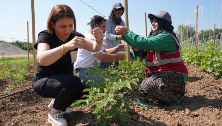 Düzce’de Ata Tohumu Üretimi 3 Katına Çıktı