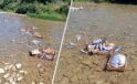 Akçakoca’da Şaşırtan Görüntüler: Çok Sayıda Palamut Dereye Döküldü